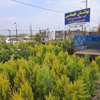 گل گیاه نهال لاوسون تزئیناتی سرو کاج|گل و گیاه طبیعی|بهشهر, |دیوار