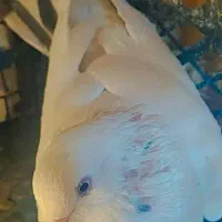 کفتر پرشی پس گردن هما