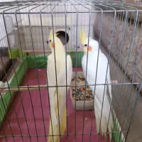 عروس هلندی|پرنده|رامشیر, |دیوار