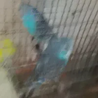 سه عدد مرغ عشق