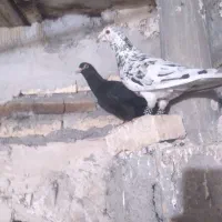سار قزوینی