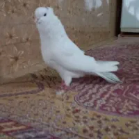 کبوتر نقابی