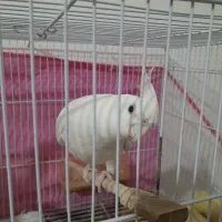 عروس هلندی نر کشیده|پرنده|تربت جام, میان جام|دیوار