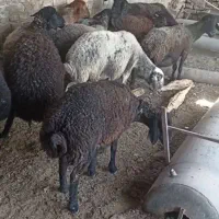 میش و بره