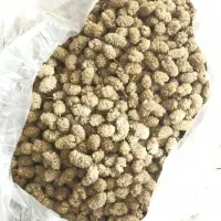 توت خشک پاوه