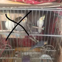 1جفت عروس هلندی جوجه6ماهه سالم باقفس کامل