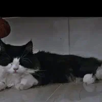 گربه نر پرشین اصیل|گربه|یزد, |دیوار