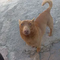 سگ خانگی ونگهبان کبوتر|سگ|نقده, |دیوار