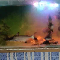 فروش آکواریوم ماهی با تمام وسایل|ماهی|چابهار, |دیوار