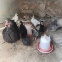 یک مرغ با 9 عدد جوجه محلی بزرگ