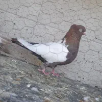 کفتر سینه سرخ