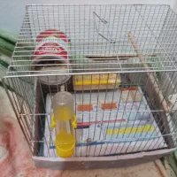 فنچ الماسی خریدارم