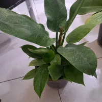 انواع گل و گیاه با تخفیف ویژه|گل و گیاه طبیعی|بیرجند, |دیوار