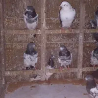 کبوتر|پرنده|رشت, جانبازان|دیوار