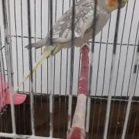 عروس هلندی گلباقالی