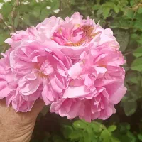 ناف و گوشه گلو جاانداختن سر