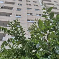 ۹۸متر/خوش نقشه/کم واحد/پنجره قدی/دریاچه چیتگر