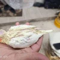 جوجه عروس هلندی