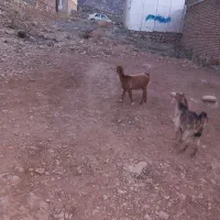 بزغاله