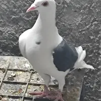 کبوتر دوکت سیاه