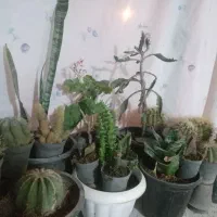 گل کاکتوس|گل و گیاه طبیعی|قوچان, |دیوار