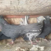 7عدد کبوتر  چش و نوک سفید،مشکی مشکی
