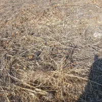 فروش زمین کشاورزی