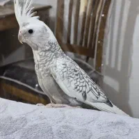 عروس هلندی آلبینو