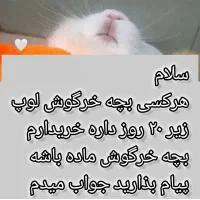 خرگوش لوپ