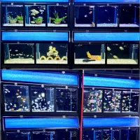 بار جدید ماهی رسید