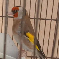 سهره سرسیاه چهارگل