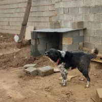 سگ گله ای نگهبان