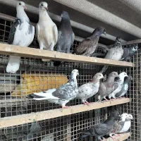 کبوتر. جوجه غریبگیری
