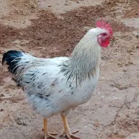 خروس جوان