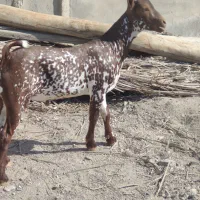 کهرنرنقشی|حیوانات مزرعه|بندرعباس, |دیوار