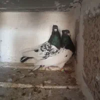 کبوتر کله سیاه|پرنده|مبارکه, |دیوار