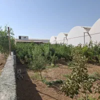 گلخانه