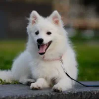 یک سگ خارجی گم شده فقط صاحبش تماس بگیره