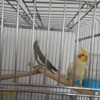 سه عدد عروس هلندی مولد|پرنده|فردیس, فردیس|دیوار