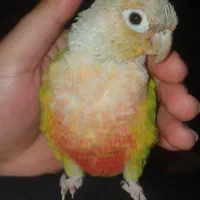 طوطی گرینچیک سخنگو