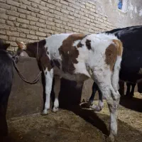 گوساله نر سیمنتال ۴ ماهه