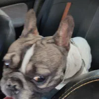 فرنج وارداتی|سگ|سبزوار, پاسداران|دیوار