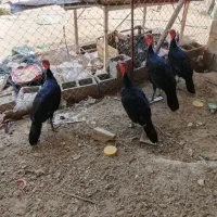 بوقلمون محلی
