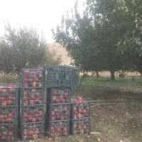 چیدن سیب
