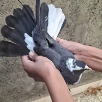 کفتر پلاس|پرنده|قم, آذر (نکویی)|دیوار