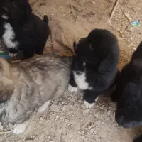 واگذاری توله سگ ذات و بته دار