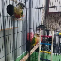 طوطی گرینچیک|پرنده|تهران, هاشمی|دیوار