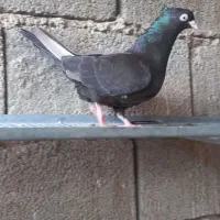 آبادانی(امیدیه)