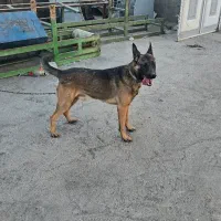 واگزاری توله|سگ|تربتحیدریه, منظر|دیوار