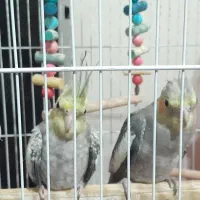 فروش عروس هلندی